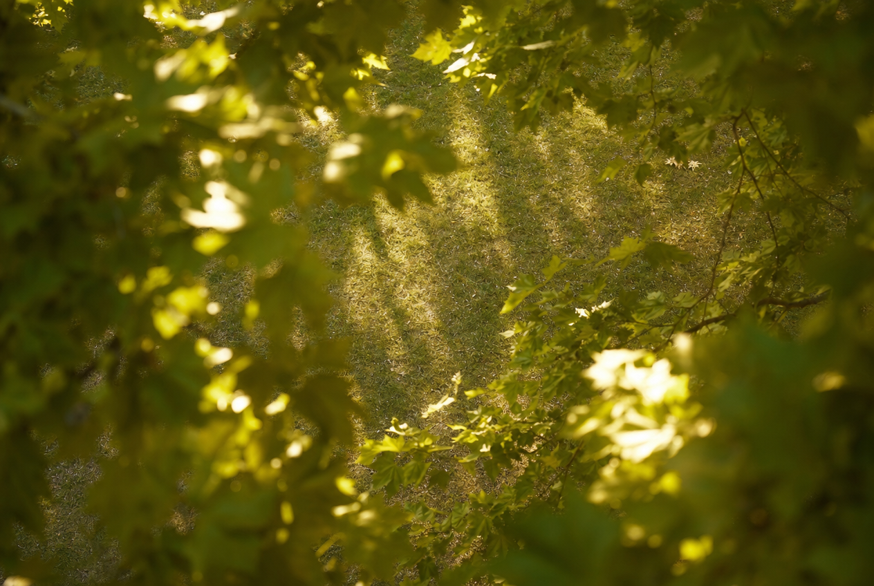 Sunlight filtering through backlit green leaves onto a patch of grass beyond, no people in sight, representing how ordinary green space supports everyday time outdoors, Belldiva